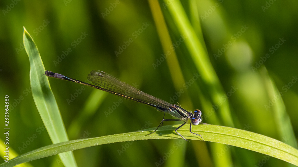 Macro of a dragonfly