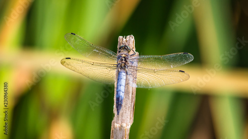 Macro of a dragonfly