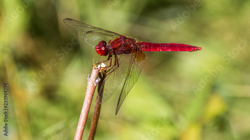 Macro of a dragonfly