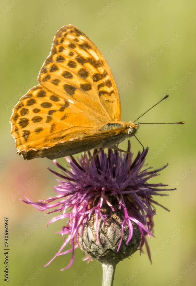 Macro of fritillary butterfly on flower Macro of fritillary butterfly on flower