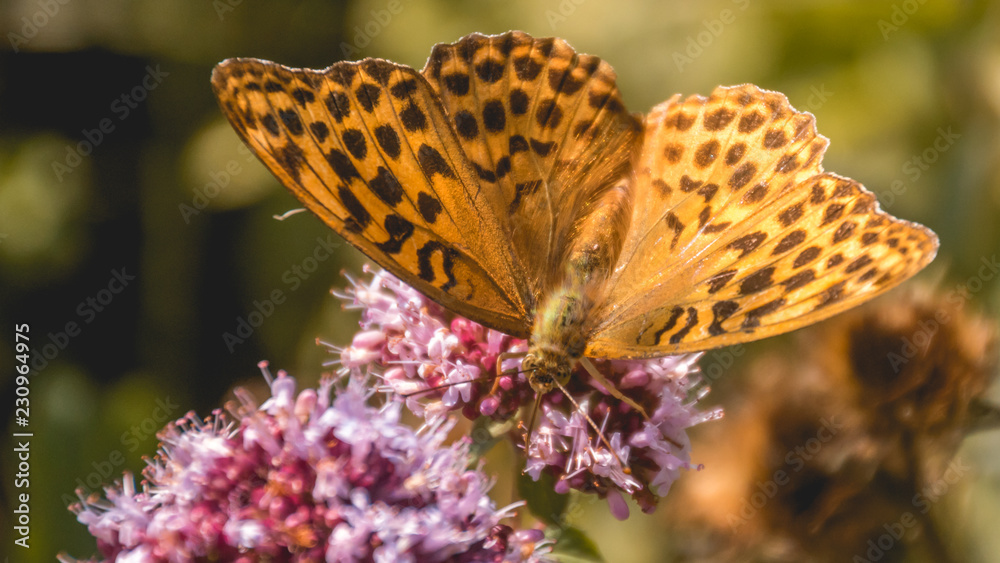 Obraz premium Macro of fritillary butterfly on flower