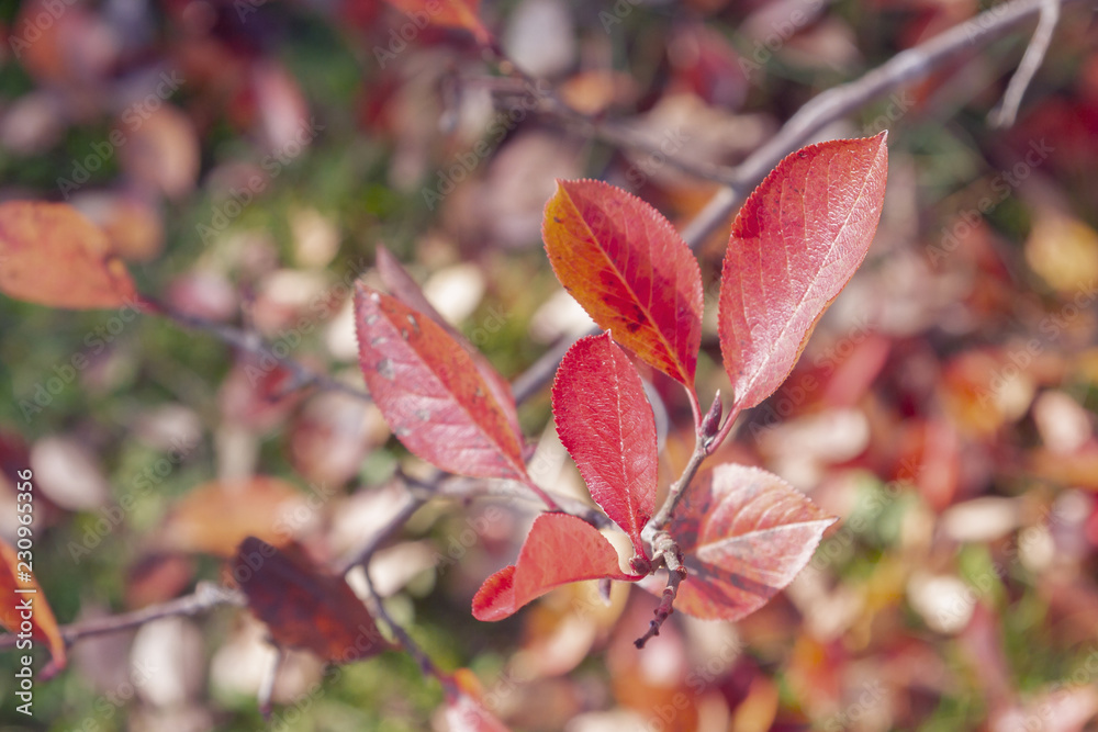 Branch with autumn leaves of black chokeberry Bush Branch with autumn leaves of black chokeberry Bush
