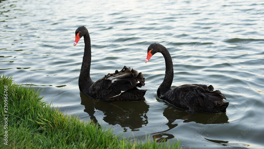 Fototapeta premium Two black swans on the pond