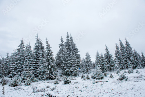 Snowy fir trees at winter
