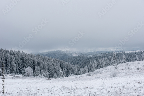Winter trees covered with fresh snow © salajean