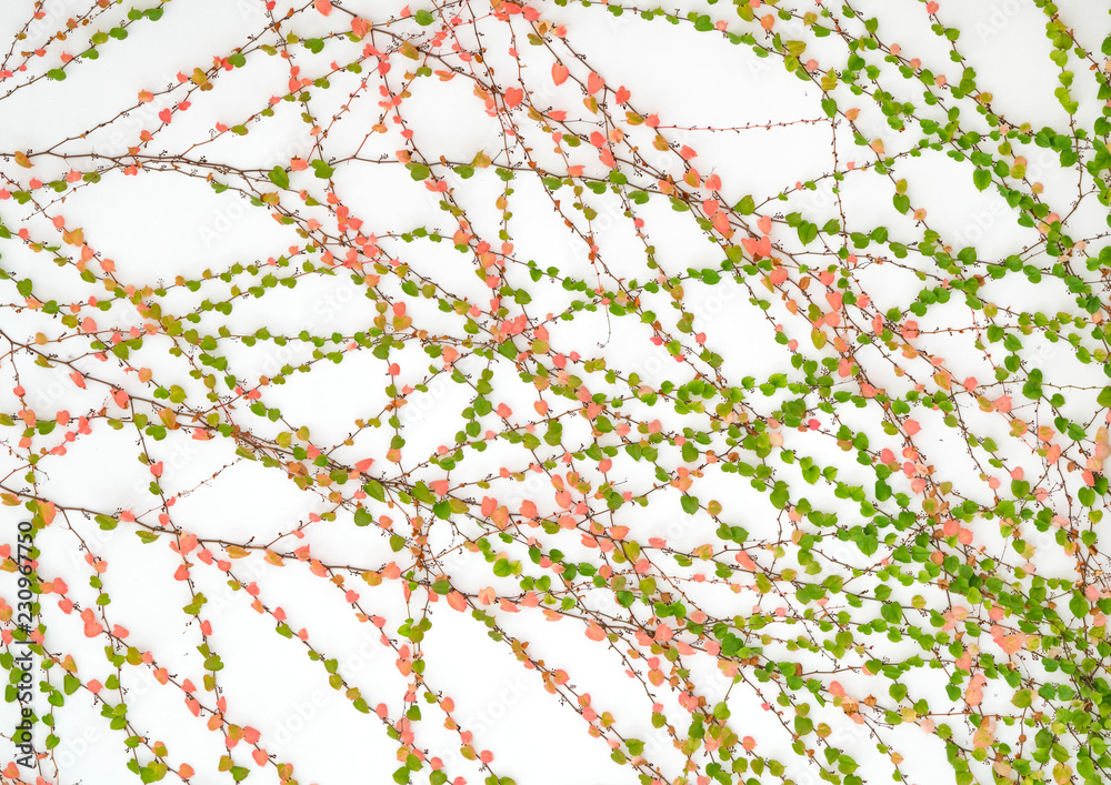 Fototapeta premium ivy leaves isolated on a white background