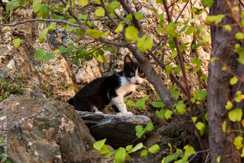 Cat on a rock with a tree Cat on a rock with a tree