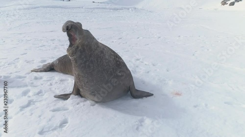 Close-up Yawning Elephant Seal On Antarctica Snow Covered Land. Funny Shot Of Wild Marine Animal. Behavior Of Polar Large Seals. Footprints On Ice, Snow Antarctic Surface. Wildlife. 4k Footage.