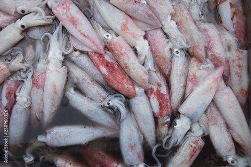 Pile of raw squid in fresh seafood market. Background and texture of fresh squid.