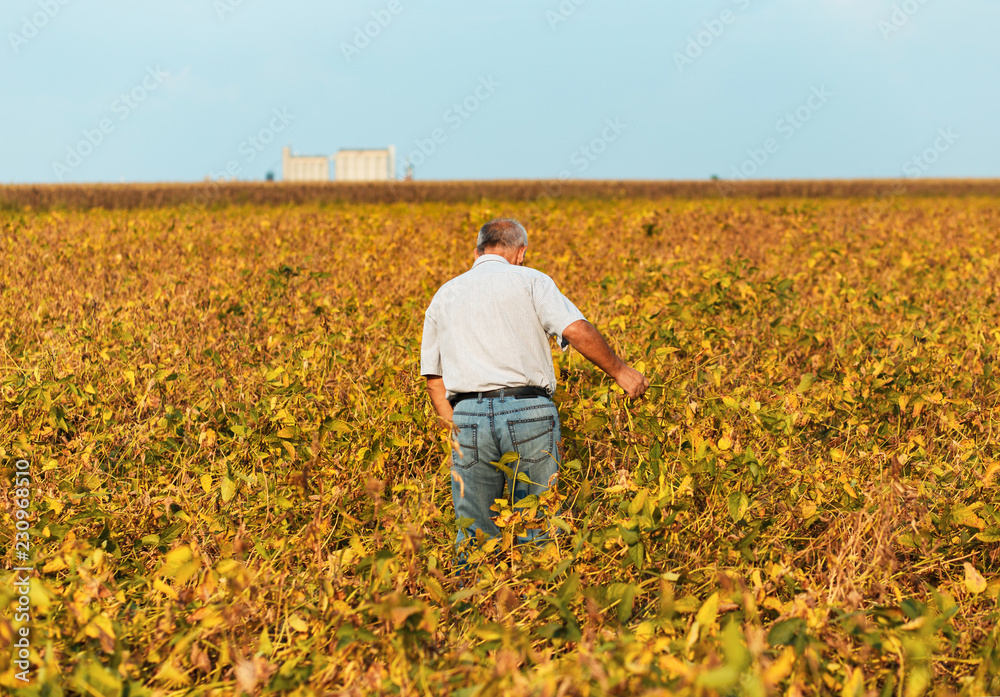 Farmer walking in a field examining soybean crop before harvesting.