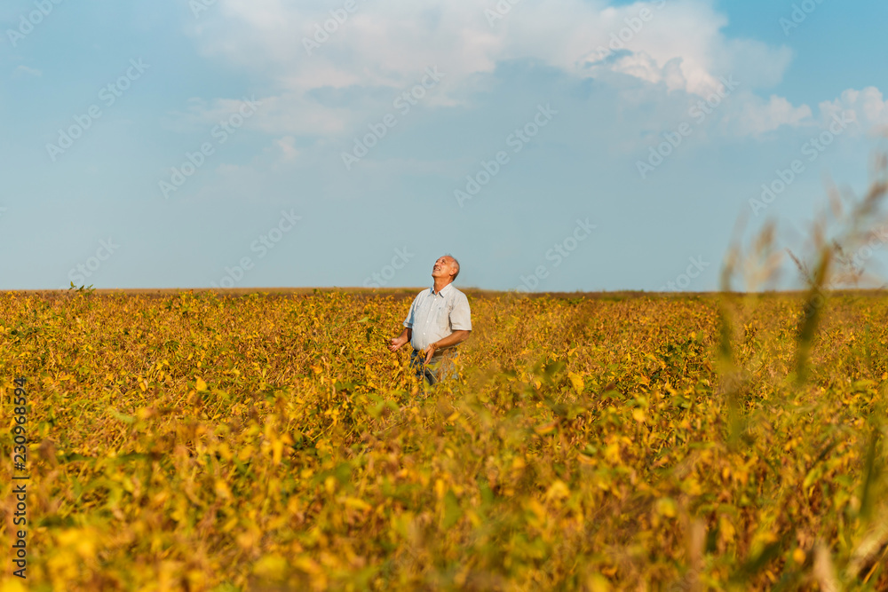 Senior farmer standing in a soybean field looking at sky. Senior farmer standing in a soybean field looking at sky.