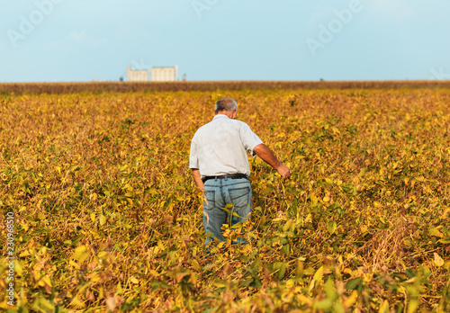 Farmer walking in a field examining soybean crop before harvesting.