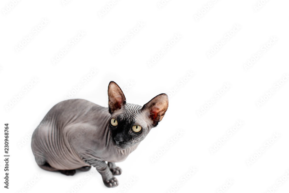 Grey sphynx canadian on a white background isolated. Green yellow eyes. Pets, animals. Cute pets