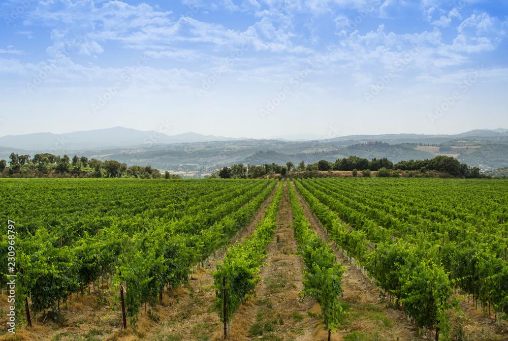 Panorama of tuscan vineyard