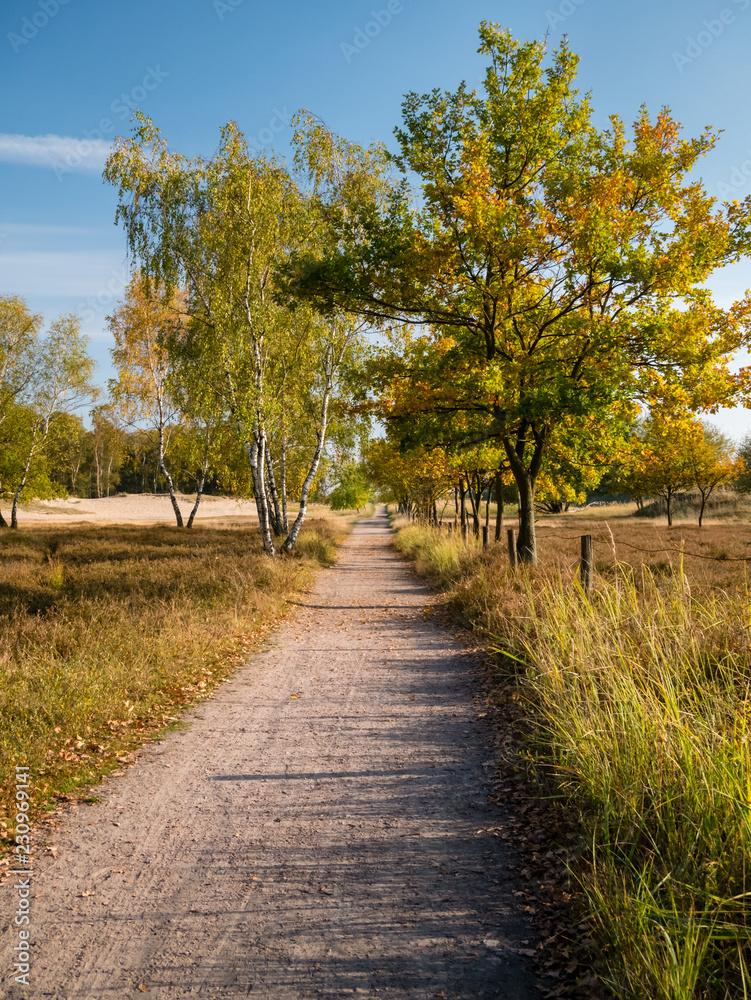 Naklejka premium Herbstlicher Sandweg in Heidelandschaft unter blauem Himmel.