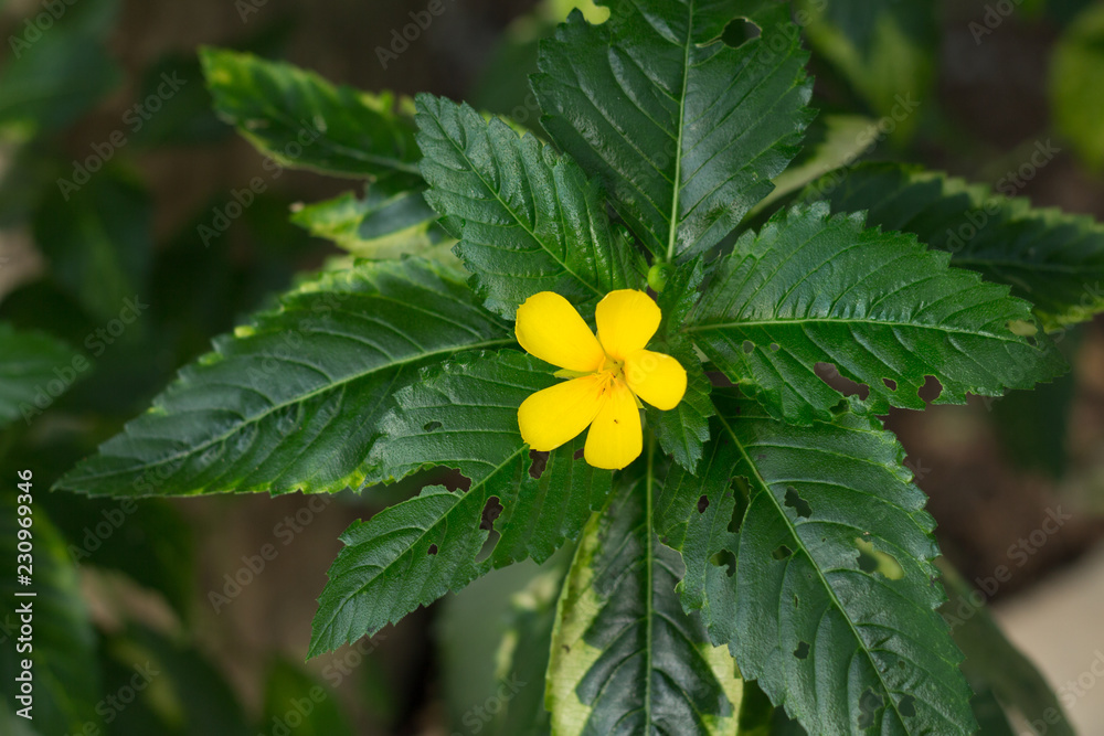 Little yellow flowers in the green garden Little yellow flowers in the green garden