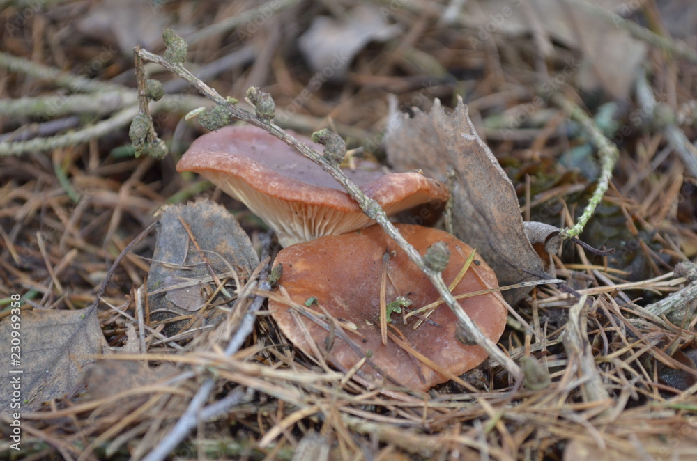 Naklejka premium Old park