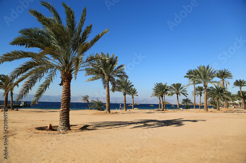 Palms on the beautiful beach photo