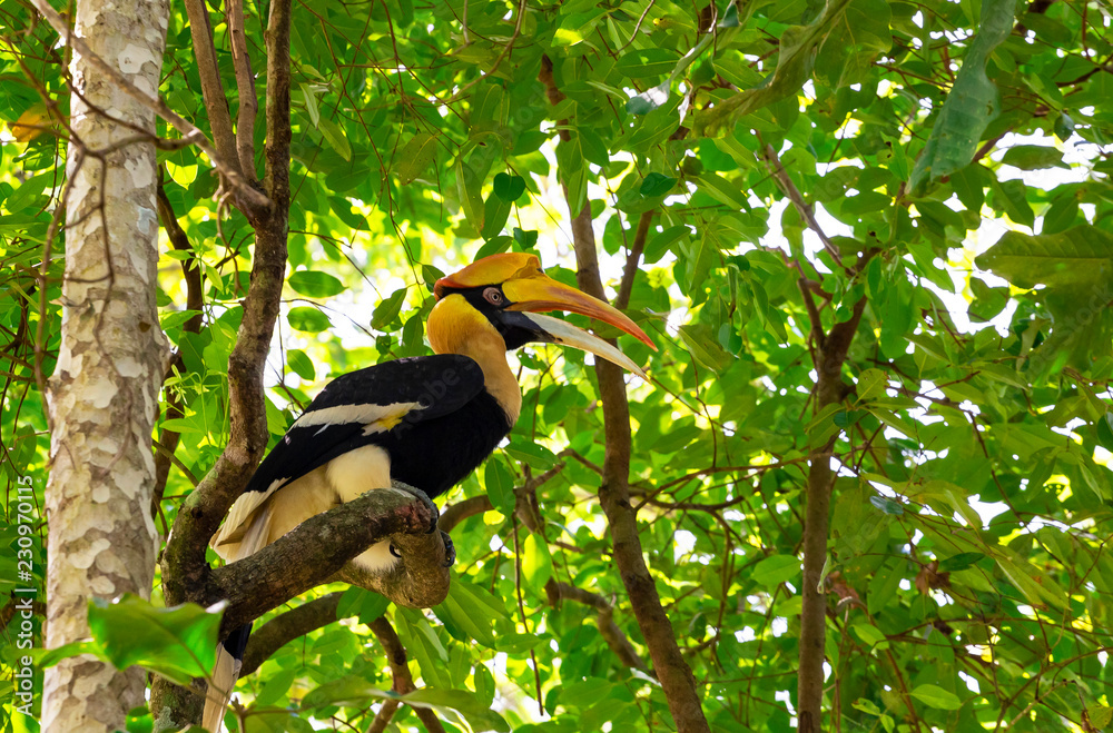 Great Hornbill Buceros bicornis Great Hornbill Buceros bicornis