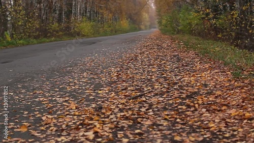 Beautiful ywlloe trees, Autumn forest photo