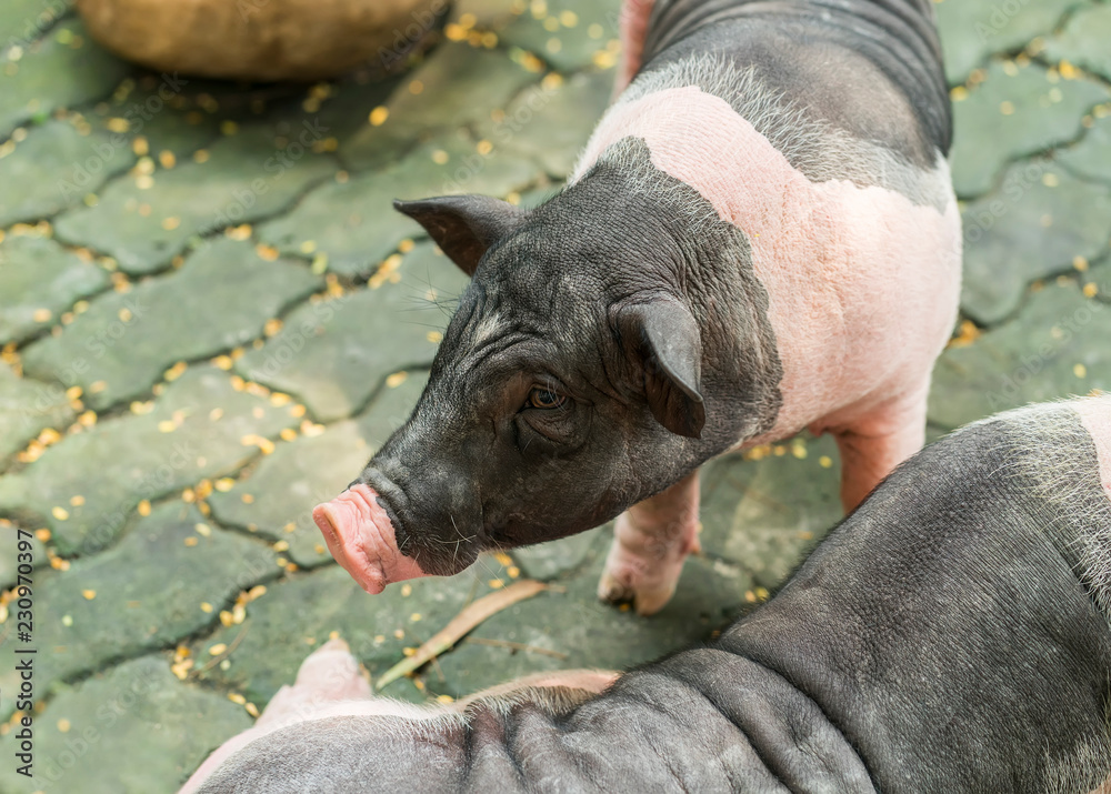Fototapeta premium pigs on the farm