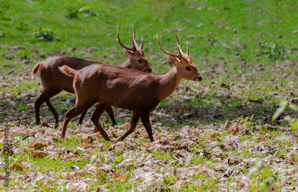 Deers in Huai Kha Khaeng Wildlife Sanctuary,Thailand Deers in Huai Kha Khaeng Wildlife Sanctuary,Thailand
