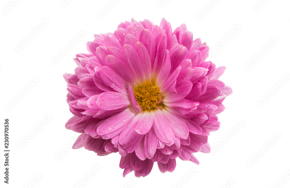 chrysanthemum isolated chrysanthemum isolated