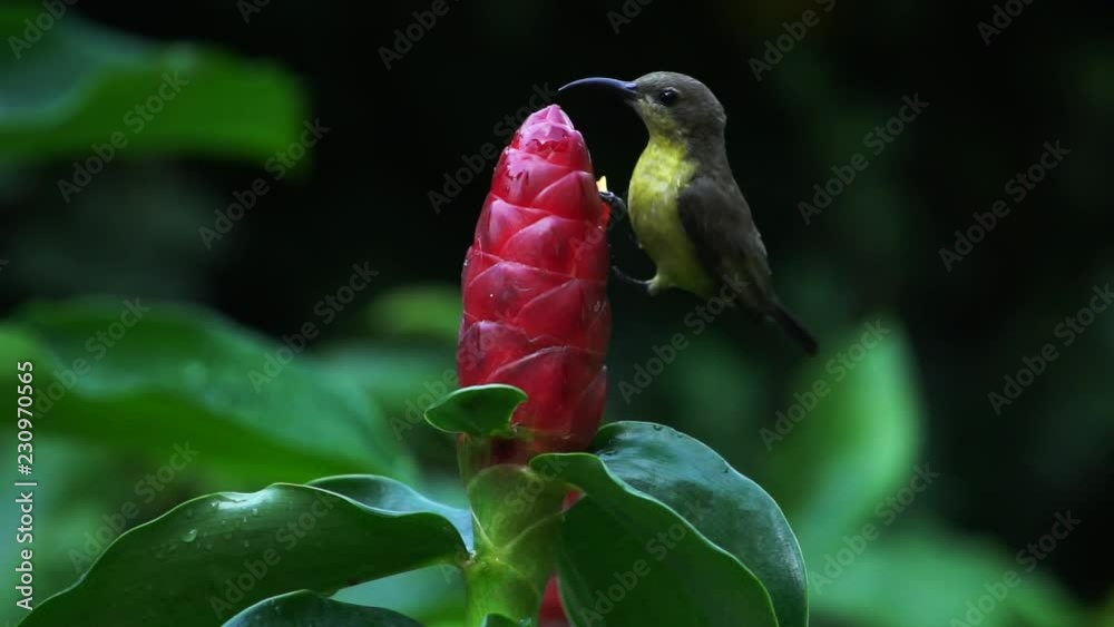 Olive-Backed Sunbird : Cinnyris jugularis (Female) eating a nectar on a crape ginger in the garden, Bangkok, Thailand.