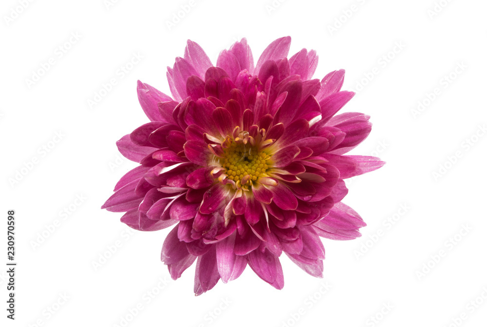 chrysanthemum isolated chrysanthemum isolated