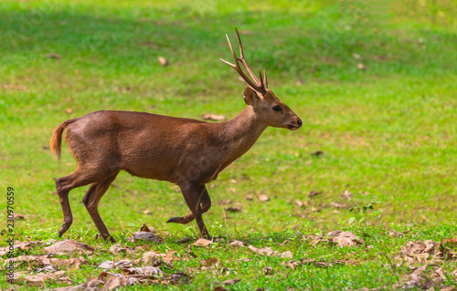 Deers in Huai Kha Khaeng Wildlife Sanctuary,Thailand