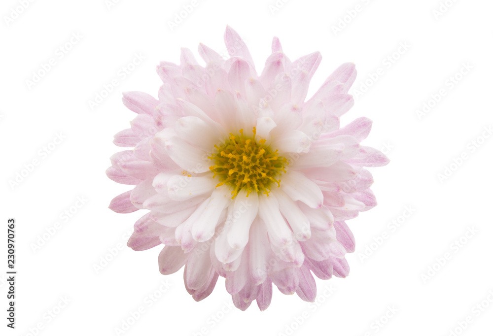 chrysanthemum isolated chrysanthemum isolated