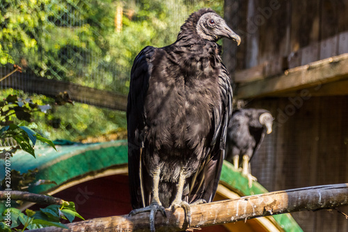 Big vulture portrait