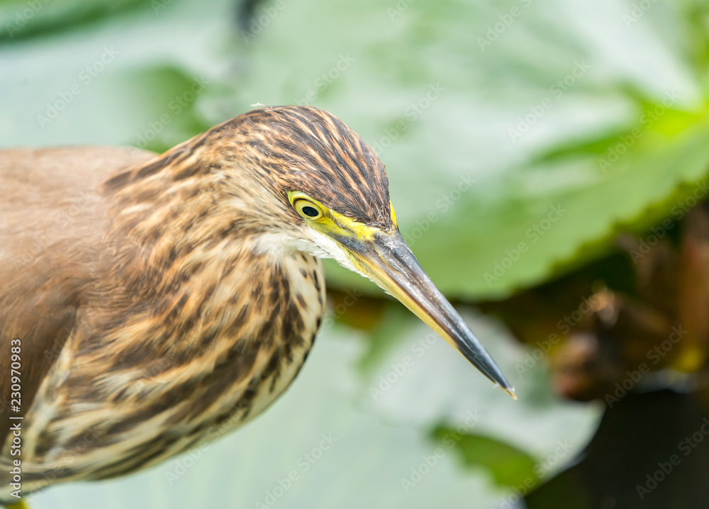 Chinese pond heron (Ardeola bacchus). Chinese pond heron (Ardeola bacchus).