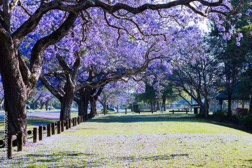 jacaranda in Grafton photo