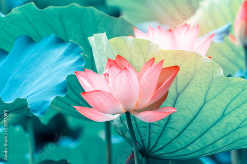 blooming lotus flower photo