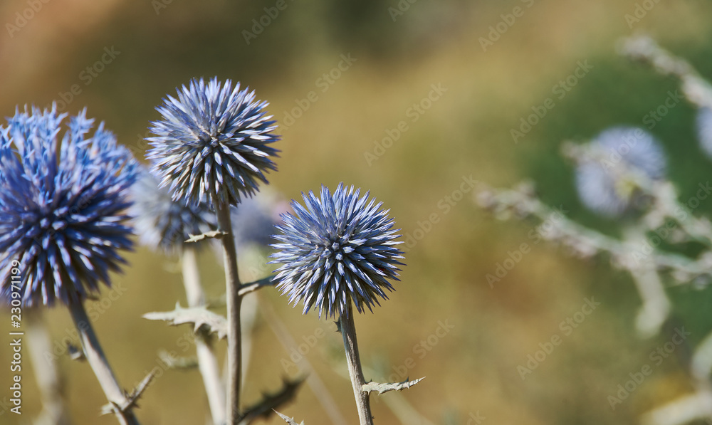 Echinops chantavicus