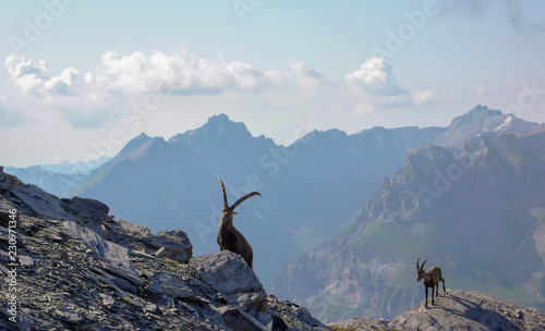 mature ibex and young ibex mountain goat following along a rocky mountain ridge with a view photo