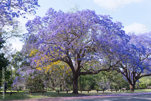 jacaranda in Grafton photo