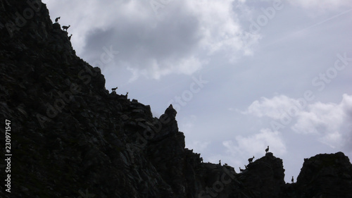 many young ibex or alpine mountain goat standing in silhouette on a jegged mountain ridge photo