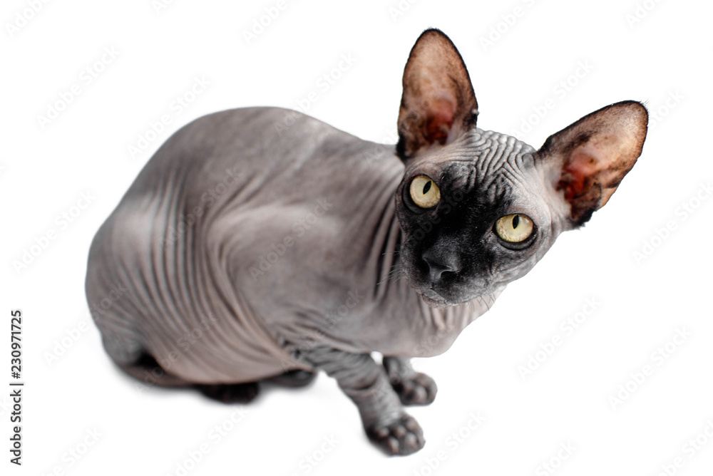 Grey sphynx canadian on a white background isolated. Green yellow eyes. Pets, animals. Cute pets