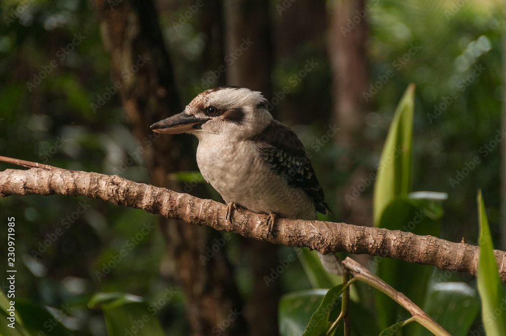 Fototapeta premium Kookaburra