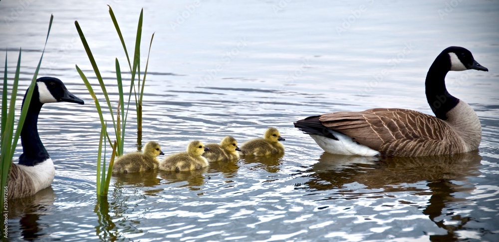 canadian goose and goslings swimming  - obrazy, fototapety, plakaty 