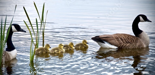 Foto canadian goose and goslings swimming