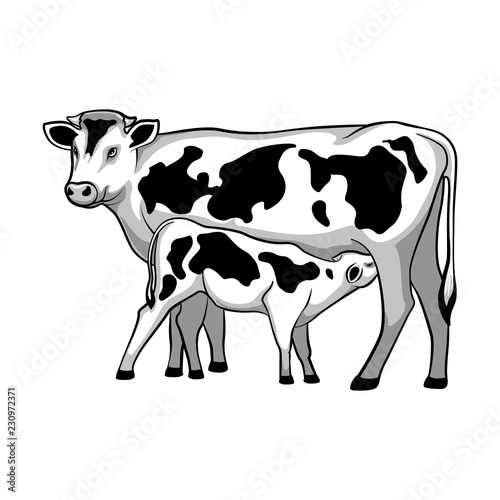 Summer countryside, with grassy hills, field and farm where cows graze. Vector illustration.