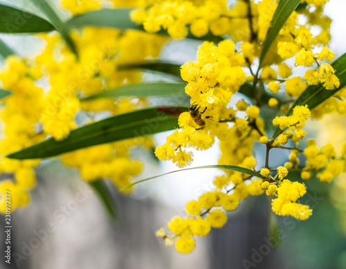 Wattle Australia