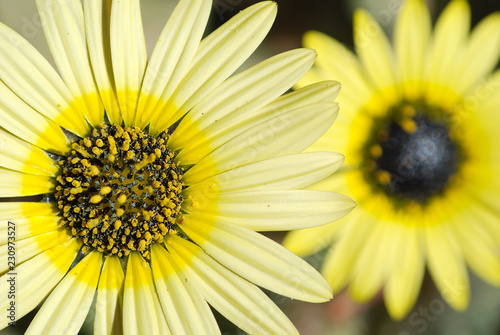 MACRO DE MARGARITAS AMARILLAS