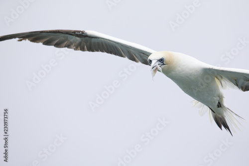 Photography A Northern gannet (Morus bassanus) flying with plastic pollution cut in its beak at the North Sea