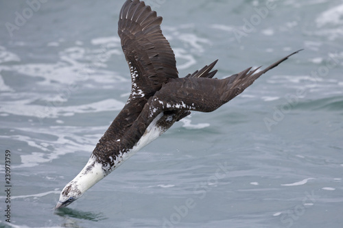 Foto A juvenile Northern gannet (Morus bassanus) diving with high speed for fish far out in the North Sea