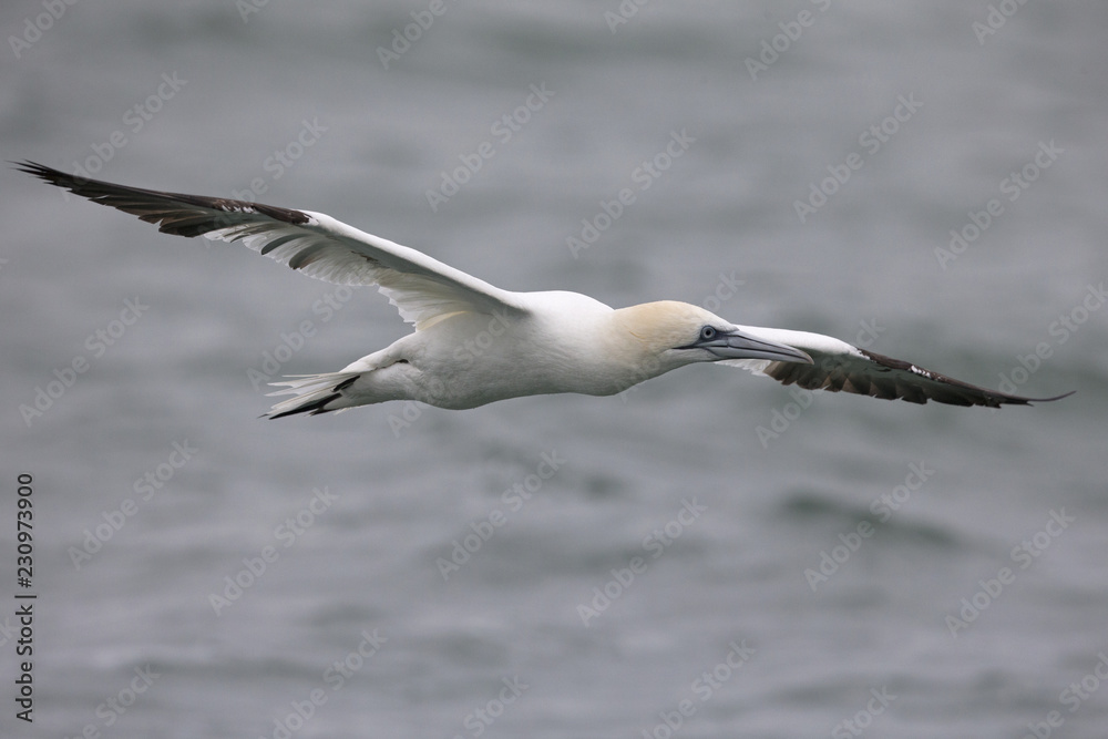 A Northern gannet (Morus bassanus) in flight hunting for fish far out in the North Sea.