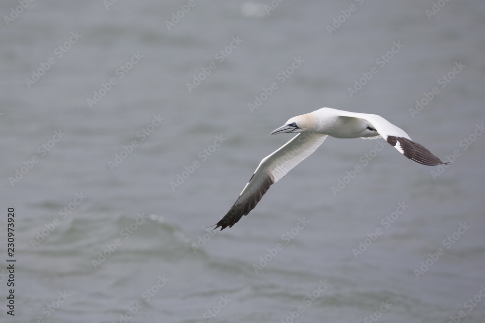 A Northern gannet (Morus bassanus) in flight hunting for fish far out in the North Sea. A Northern gannet (Morus bassanus) in flight hunting for fish far out in the North Sea.